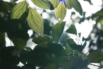 尋找百名困境兒童，聆聽童音，護苗成長